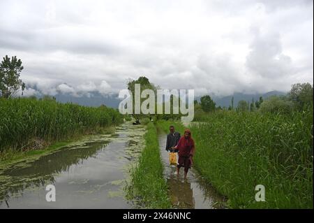 Srinagar, Indien. April 2024 30. SRINAGAR, INDIEN - APRIL 30: Die Menschen waten auf einem überfluteten Pfad, nachdem schwere Regenfälle den Wasserstand im Inneren des Dal Lake am 30. April 2024 in Srnagar, Indien erhöht hatten. (Foto: Waseem Andrabi/Hindustan Times/SIPA USA) Credit: SIPA USA/Alamy Live News Stockfoto