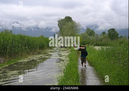 Srinagar, Indien. April 2024 30. SRINAGAR, INDIEN - APRIL 30: Die Menschen waten auf einem überfluteten Pfad, nachdem schwere Regenfälle den Wasserstand im Inneren des Dal Lake am 30. April 2024 in Srnagar, Indien erhöht hatten. (Foto: Waseem Andrabi/Hindustan Times/SIPA USA) Credit: SIPA USA/Alamy Live News Stockfoto