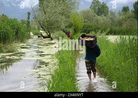 Srinagar, Indien. April 2024 30. SRINAGAR, INDIEN - APRIL 30: Die Menschen waten auf einem überfluteten Pfad, nachdem schwere Regenfälle den Wasserstand im Inneren des Dal Lake am 30. April 2024 in Srnagar, Indien erhöht hatten. (Foto: Waseem Andrabi/Hindustan Times/SIPA USA) Credit: SIPA USA/Alamy Live News Stockfoto