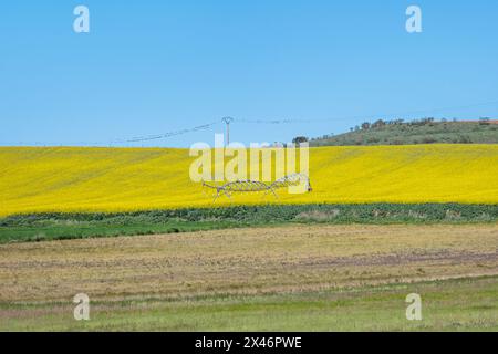 Bewässerung des Feldes mit einem Bewässerungssystem Landwirtschaft auf einem Rapsfeld Stockfoto