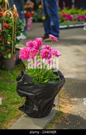 Plastiktüte mit Blumentopf zum Anpflanzen im Garten. Gartenarbeit, Frühling, Hobby-Konzept Stockfoto