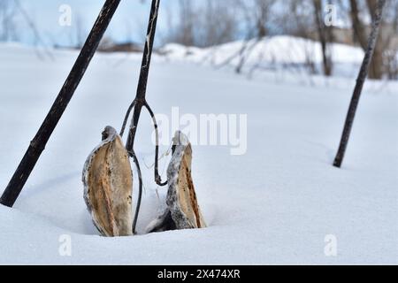 Getrocknete gemeine Melkweed-Schote nach einem langen Winter. Stockfoto
