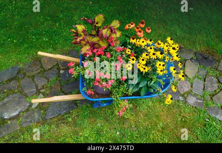 Schubkarre mit einheimischen Pflanzen Schwarze Augen Susan, Echinacea orange Rudbeckia und Rosen und Coleus zum Anpflanzen in einem Sommergarten von oben gesehen Stockfoto