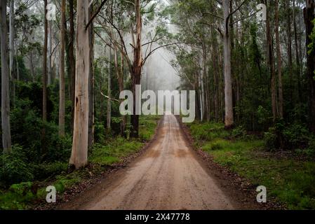 Straße durch einen Wald mit hohen Bäumen Stockfoto