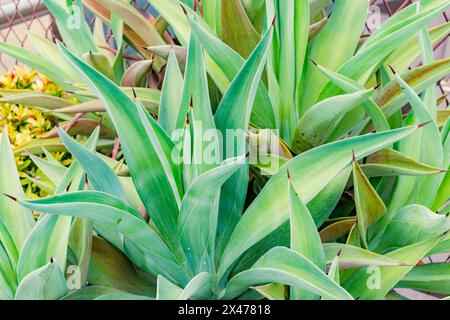 Nahaufnahme der Gartenpflanze Agave demeesteriana Jacobi in Nahaufnahme Stockfoto