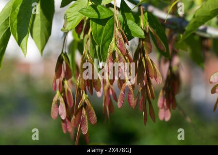 Boxelder Ahorn, Acer Negundo Spring Fruits Nahaufnahme selektiver Fokus Stockfoto