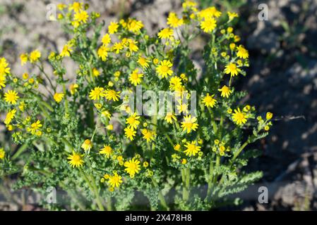 Jacobaea vulgaris, gemeinsames Ragkraut Frühlingsgelbe Blüten Nahaufnahme selektiver Fokus Stockfoto