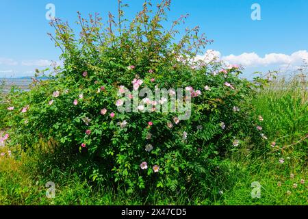 Gewöhnliche Wildrose oder Nootka Rose Bush (Rosa nutkana) - wächst am Ozean am Crescent Beach, B.C., Kanada. Stockfoto