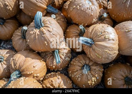 Ein Stapel Kürbisse dient nicht nur als visuelles Herzstück, sondern auch als Symbol für Überfluss und Tradition Stockfoto