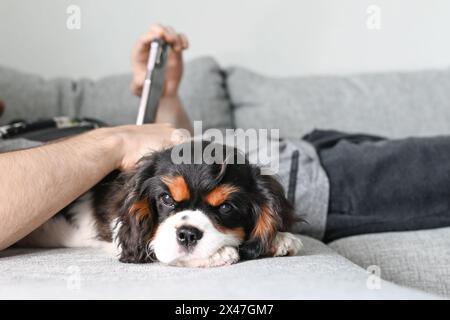 Der kleine Kavalier Charles King Spaniel Hündchen liegt auf dem Bett, und sein Besitzer arbeitet an einem Smartphone Stockfoto