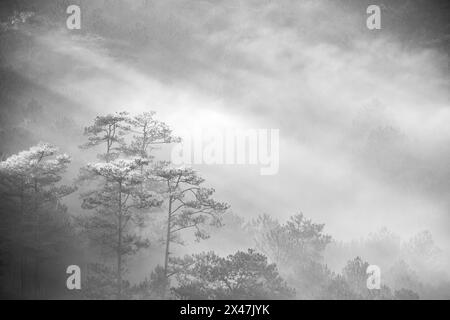 Landschaft eines frühen morgens mit Nebel und Bäumen im Hochland in da Lat Vietnam. Morgengrauen auf dem Hügel am Morgen, Sonnenlicht durchdringt den Nebel Stockfoto