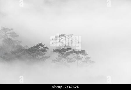 Landschaft eines frühen morgens mit Nebel und Bäumen im Hochland in da Lat Vietnam. Morgengrauen auf dem Hügel am Morgen, Sonnenlicht durchdringt den Nebel Stockfoto