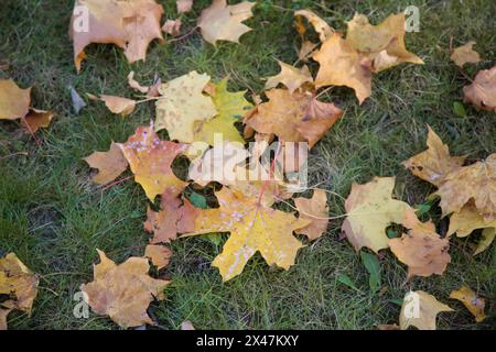 Wunderschöner Herbst Orange braune gelbe Ahornblätter auf grünem Grasteppich Stockfoto