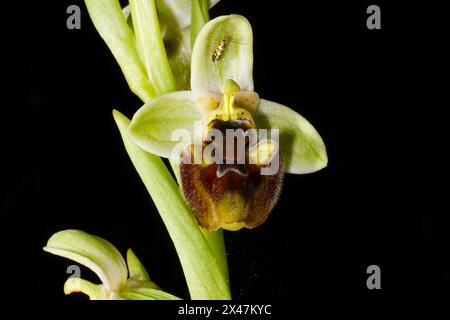 Blume der Levant Orchidee (Ophrys levantina) mit einem kleinen Insekt, Zypern Stockfoto