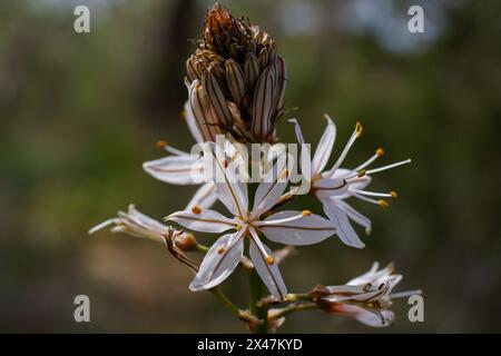 Blumenkopf des verzweigten Asphodelus ramosus, Zypern Stockfoto