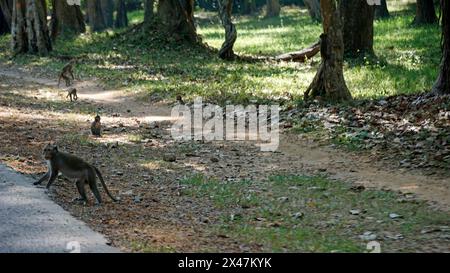 Wilde lebende Affen im angor Wat Tempel Stockfoto