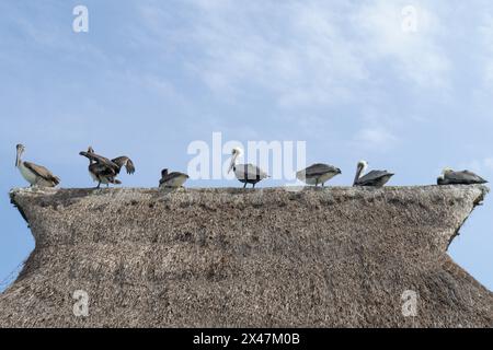 Eine Gruppe von Pelikanen ruht auf dem Strohdach eines hölzernen Docks, das sich in das Karibische Meer in Mexiko erstreckt; bewölkter, sonniger Himmel im Hintergrund Stockfoto