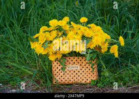 Strauß Löwenzahnblumen in einem Korb Stockfoto