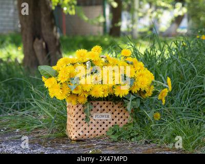 Strauß Löwenzahnblumen in einem Korb Stockfoto