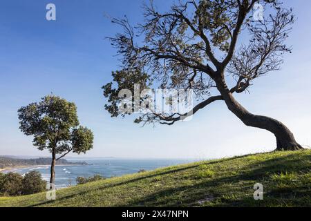 Formschöne Bäume auf Klippen über dem Meer bei Minnie Water an der Küste von NSW Stockfoto