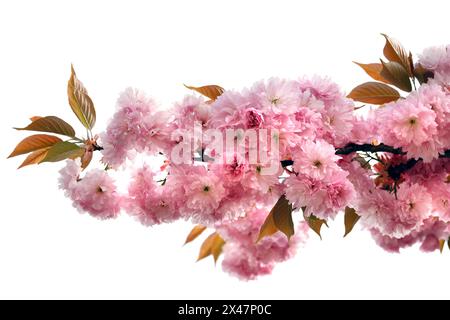 Zweig eines japanischen Nelken-Kirschbaums, prunus serrulata isoliert auf weißem Hintergrund, rosa Kirschblütenbaum im Frühjahr Stockfoto