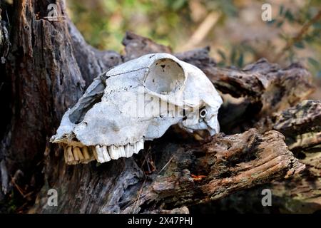 Der Schädel eines Tieres, das im Wald auf einer Baumwurzel liegt, Nahaufnahme, Konzept von Leben und Tod Stockfoto
