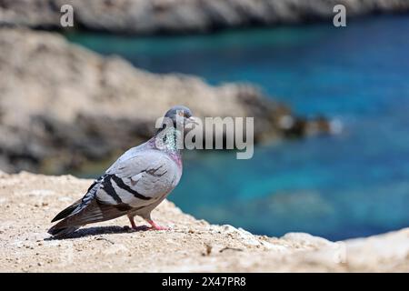 Steintaube, Columba Livia, mit Blick auf eine Klippe am Meer, wilde Vögel nisten auf Klippen und in Höhlen nahe der Küste Stockfoto