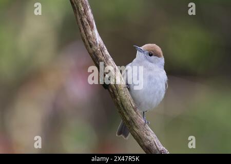 Eine Nahaufnahme einer weiblichen Blackcap. Sylvia atricapilla, wie sie auf einem Ast mit natürlichem, nicht fokussiertem Hintergrund sitzt Stockfoto