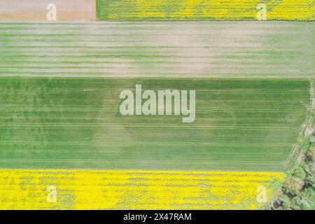 Drohnenansicht von Raps- und Weizenfeldern im Frühjahr Stockfoto