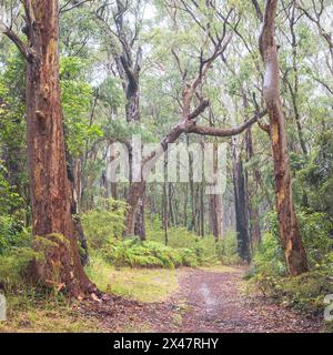 Nebel und Nebel zwischen Bäumen und Pfad im bouddi Nationalpark nsw australien Stockfoto