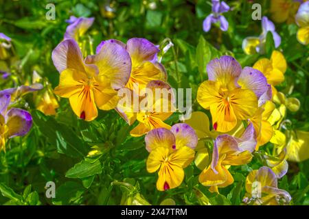 Stiefmütterchen im Garten im Frühling Stockfoto