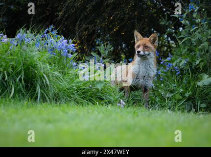 Ein wildes weibliches Rotfuchs (Vulpes vulpes) zwischen Glockenblöcken Stockfoto