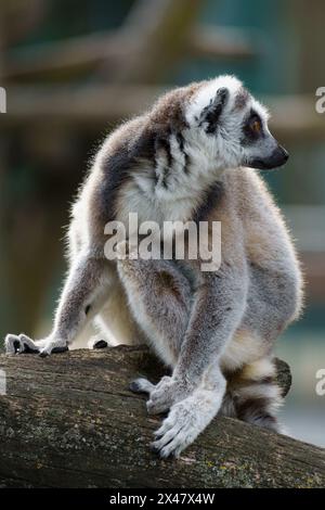 Eine RingschwanzLemur (Lemur catta), gefährdet und endemisch in Madagaskar, sitzend auf einem Baum Stockfoto