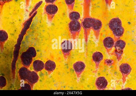 Rost-Abstraktionen in der Wüste Stockfoto