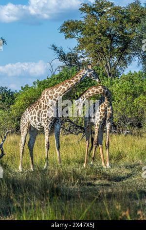 Afrika, Botswana, Okavango Delta. Zwei Giraffen interagieren in der Savanne von Botswana. Stockfoto