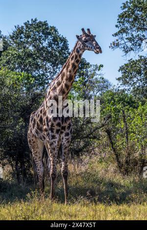 Afrika, Botswana, Okavango Delta. Eine junge männliche Giraffe, die in der Savanne von Botswana spaziert. Stockfoto