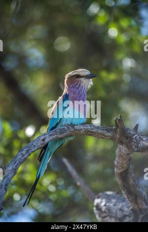 Afrika, Botswana, Okavango Delta. Ein lila-brastender Rollvogel auf einem Ast. Stockfoto