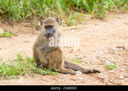 Afrika, Tansania. Ein junger Pavian sitzt auf der Straße. Stockfoto