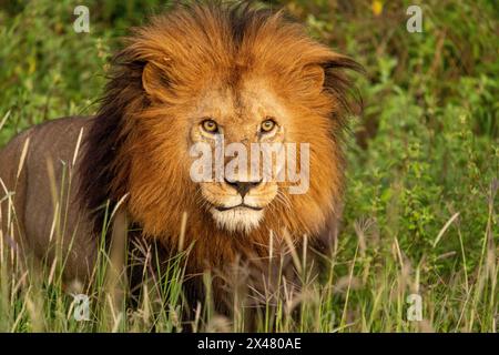 Afrika, Tansania. Kopfschuss eines Löwen mit schwarzem Mähnen. Stockfoto