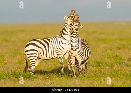 Afrika, Tansania. Zwei Zebras schlagen sich gegenseitig und spielen. Stockfoto