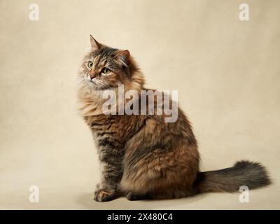 Eine majestätische flauschige Tabbykatze sitzt anmutig und blickt mit großem Interesse nach oben. Haustier im Studio Stockfoto