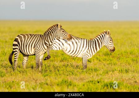 Afrika, Tansania. Zwei Zebras drängen sich und spielen Kampf. Stockfoto