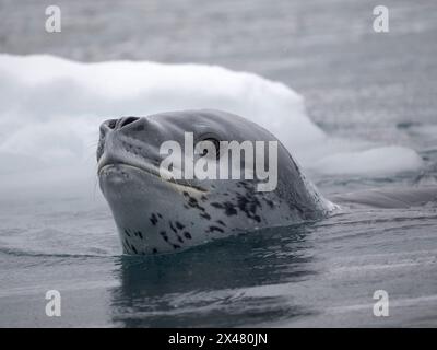 Leopardenrobbe (Hydrurga leptonyx) in Cierva Cove, Antarktische Halbinsel, Antarktis. Stockfoto