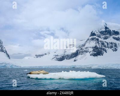 Leopardensiegel (Hydrurga leptonyx) auf der Eisscholle in Port Lockroy auf Wiencke Island, Antarktis. Stockfoto