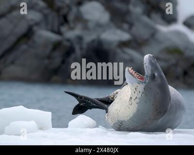 Leopardensiegel (Hydrurga leptonyx) auf der Eisscholle in Port Lockroy auf Wiencke Island, Antarktis. Stockfoto