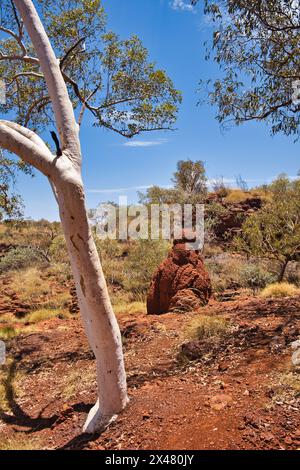 Kaugummi, Wüstenvegetation und ein großer Termitenhügel im Western Australian Outback. Karijini Nationalpark, Pilbara Stockfoto