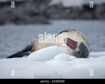 Leopardensiegel (Hydrurga leptonyx) auf der Eisscholle in Port Lockroy auf Wiencke Island, Antarktis. Stockfoto