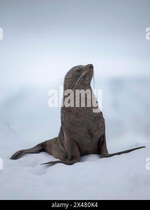 Jungbulle der Antarktischen Pelzrobbe (Arctocephalus gazella) auf der Eisscholle in der Fournier Bay in der Nähe der Insel Anvers im Palmer-Archipel, Antarktis. Stockfoto