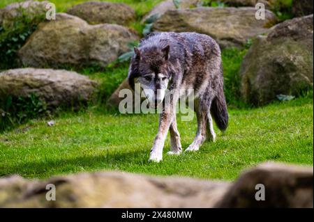 Ein Holzwolf geht durch das Gras Stockfoto