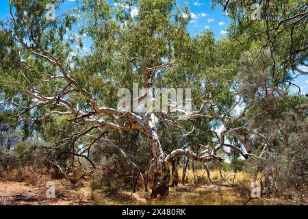 Hoher Lachsgummi (Eucalyptus salmonophloia), endemisch im Südwesten und mittleren westen Westaustraliens, im Outback in der Region Meekatharra Stockfoto